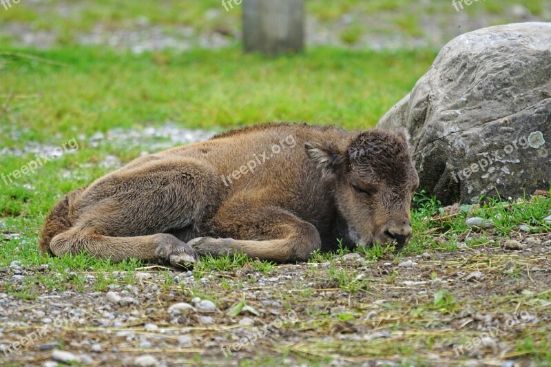 Wisent Young Animal Calf European Bison Horned