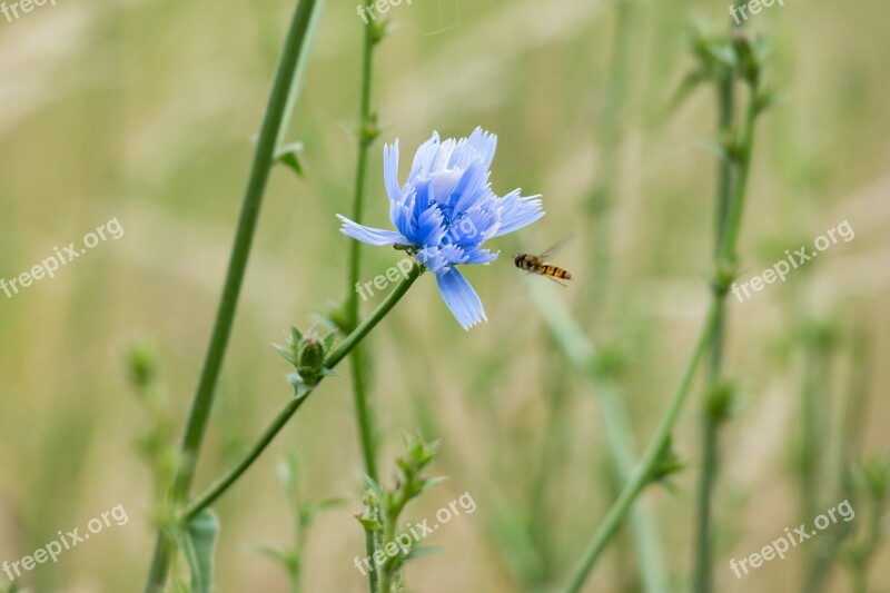 Common Chicory Ordinary Chicory Chicory Blossom Bloom