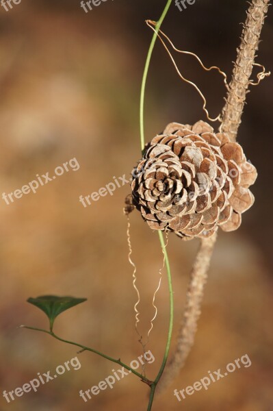 Pine Cones Tap Trees Fir Tree Nature