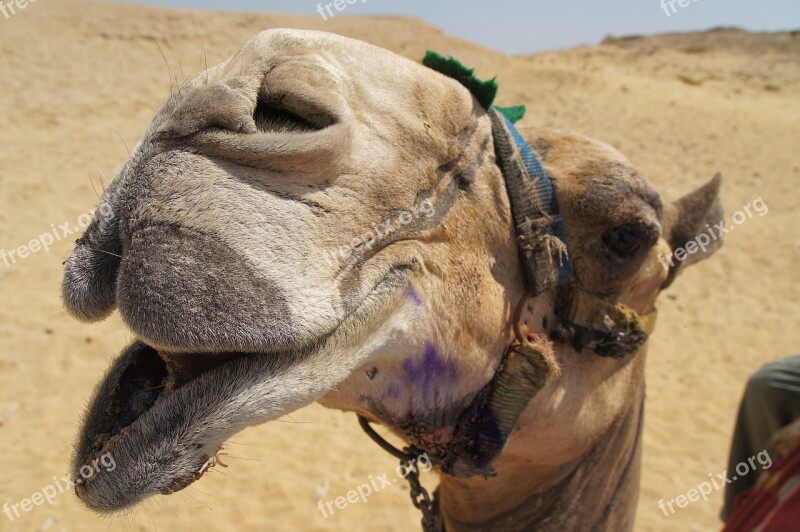 Egypt Camel Dromedary Desert Ship Camel Riding