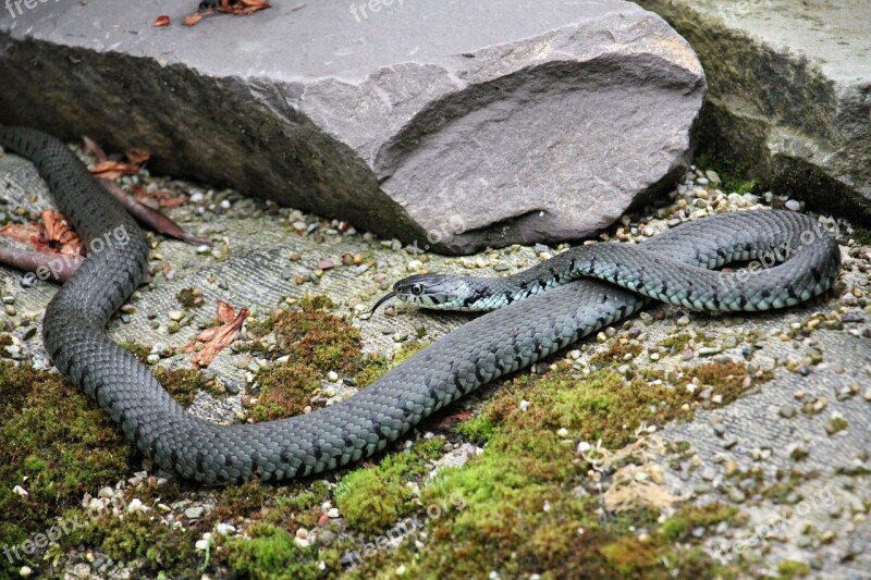 Grass Snake Snake Reptile Natter Nature