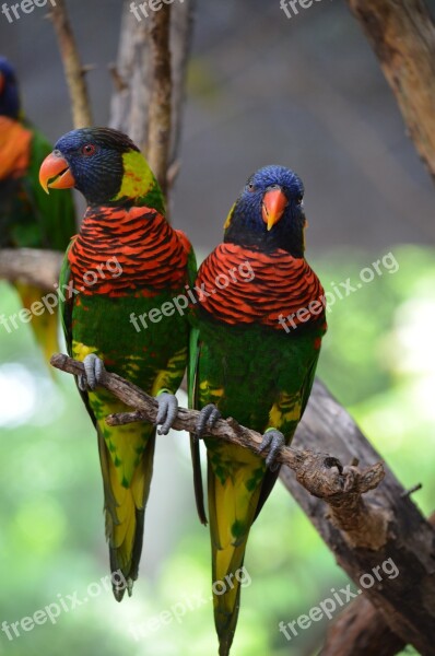 Love Birds Birds Animal Small Tropical