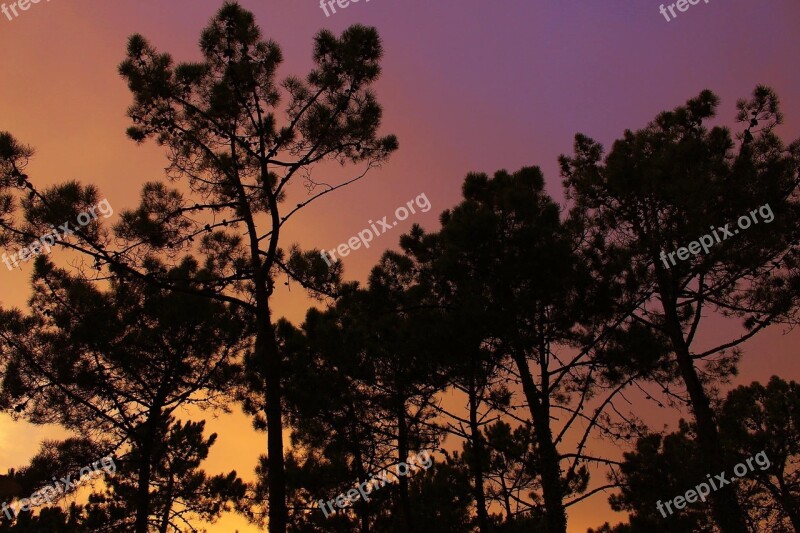 Trees Sky Nature Autumn Yellow