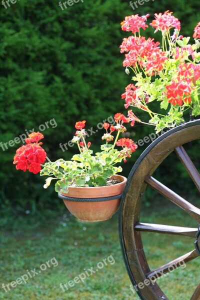 Geraniums Alsace France Flowers Wheel