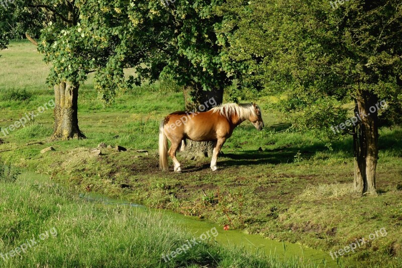 Horse Haflinger Breed Mane White Manes