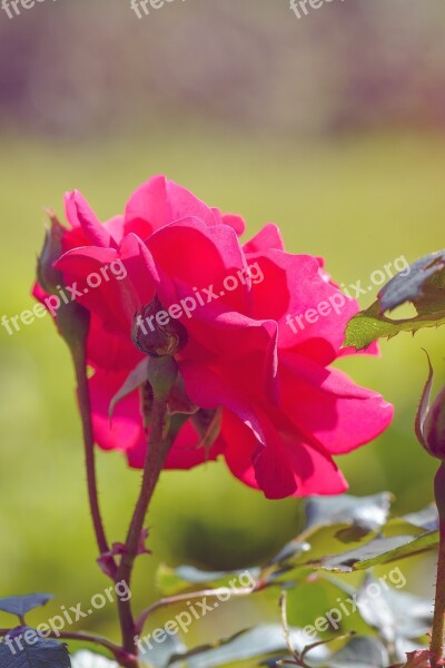 Rose Rose In The Garden Flower Pink Pink Flower