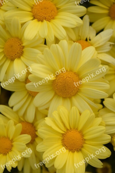 Daisies Yellow Summer Flowers Flowers Bright