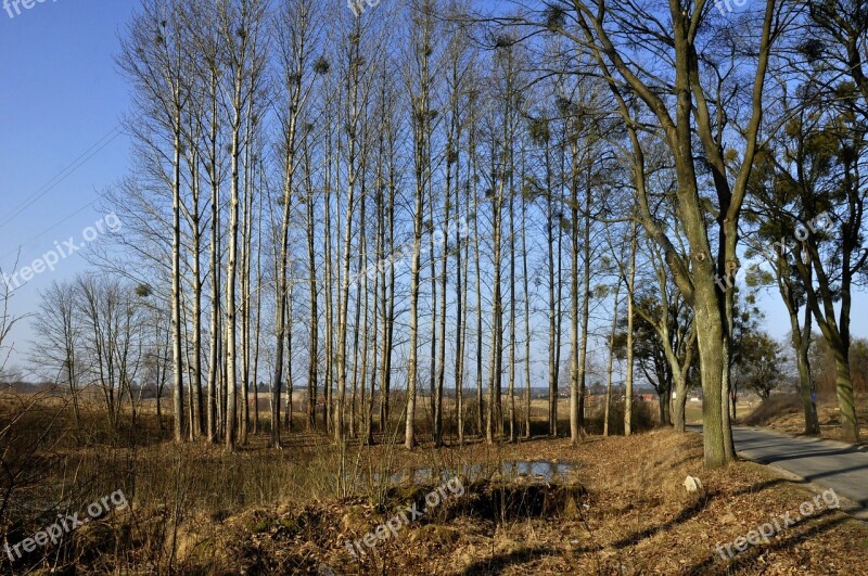 Forest Poland Nature Tree Warmia