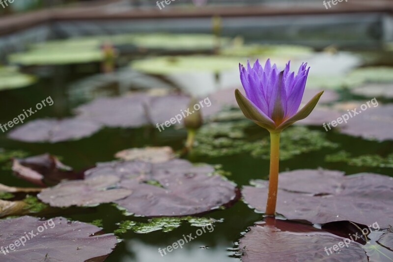 Arboretum Manufacturer Of Botanical Garden Lotus Pond