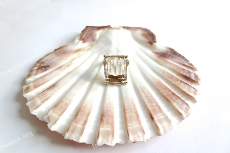 Vintage Scallop Shell Sea Beach