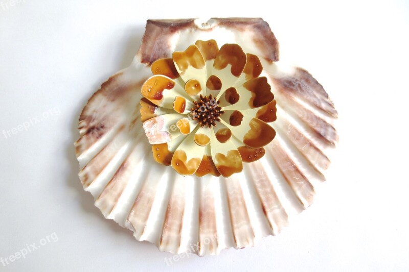 Vintage Scallop Shell Sea Beach