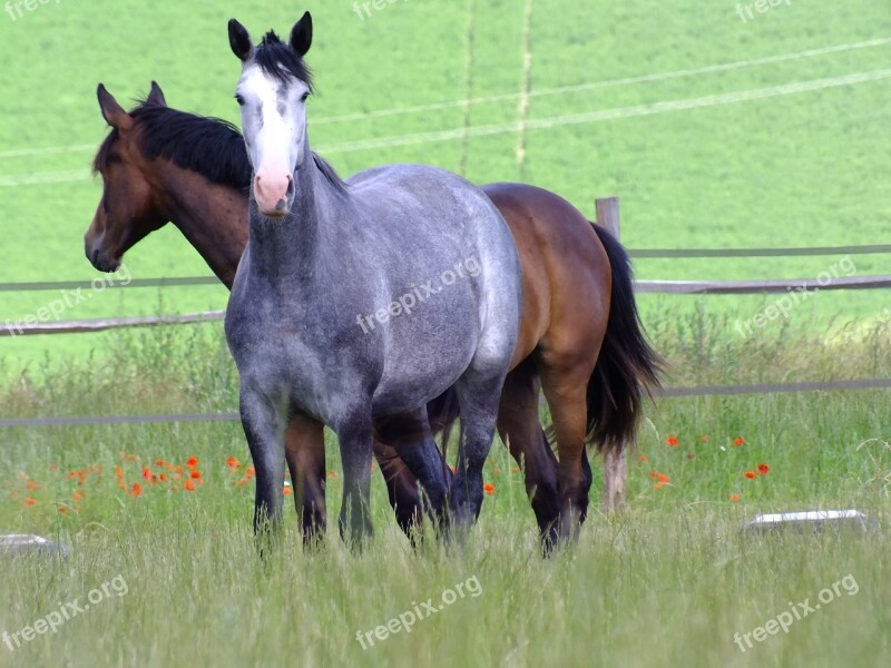 Horse Breeding Mare Jumping Free Photos