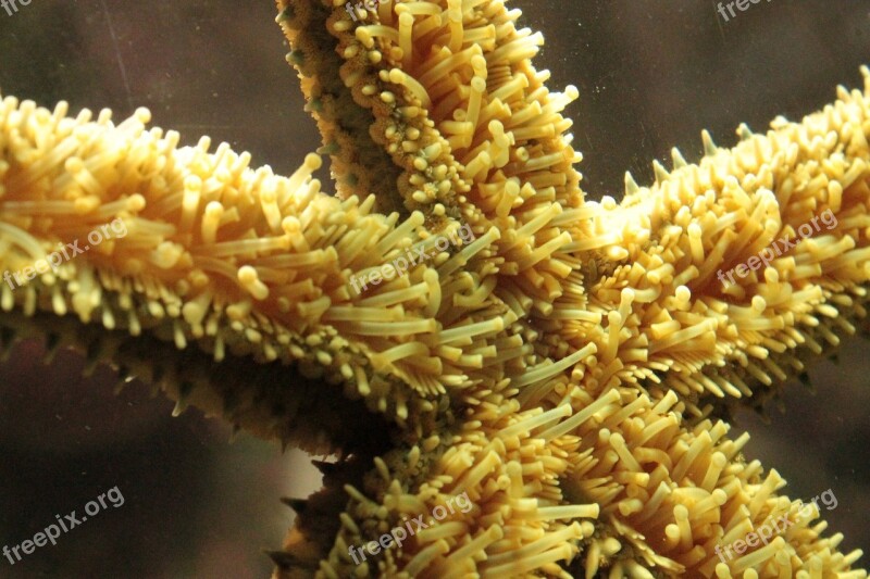 Mermaid Starfish Water Under Water Detail Aquarium