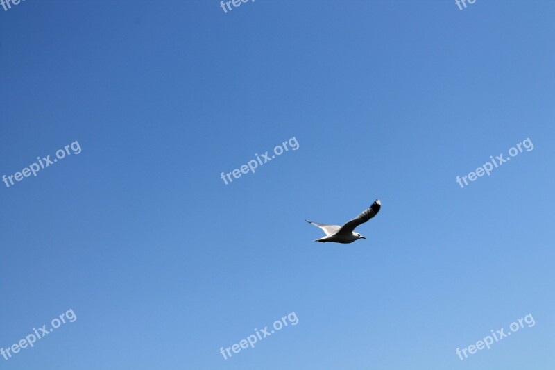 Bird The Seagull Sky Sea Bird Sea