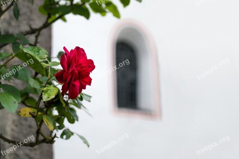 Rose Window Church Church Window Arch