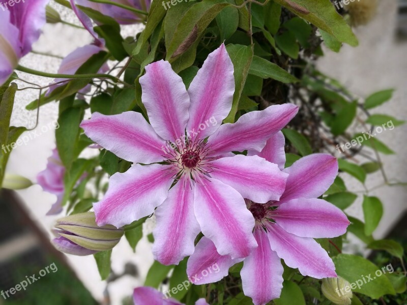 Blossom Bloom Flower Purple Plant