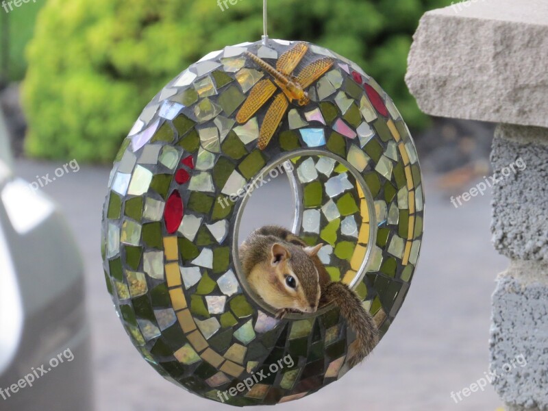 Squirrel Cute Animal Bird Feeder Free Photos