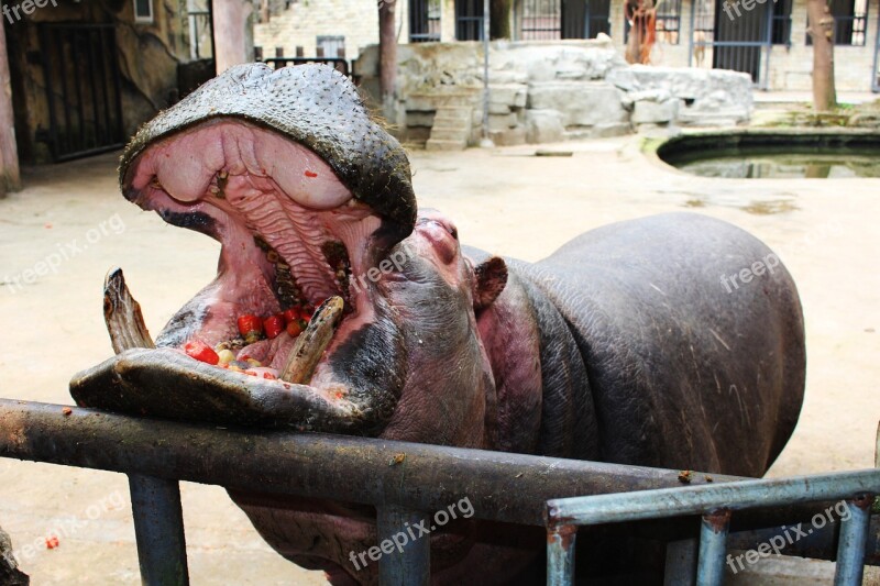 Hippo Mouth Eating Open This Month Feed