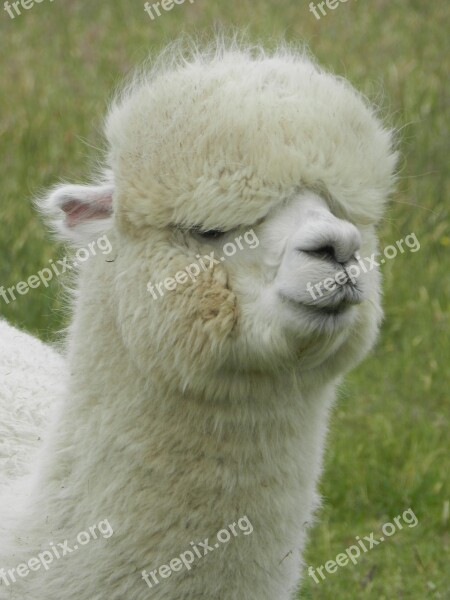 Alpaca Lama South America Animal World Furry