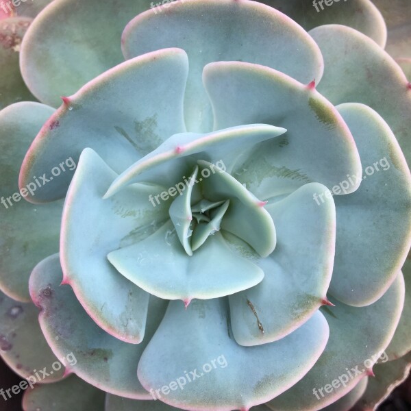 Succulent Plant Nature Green Pale