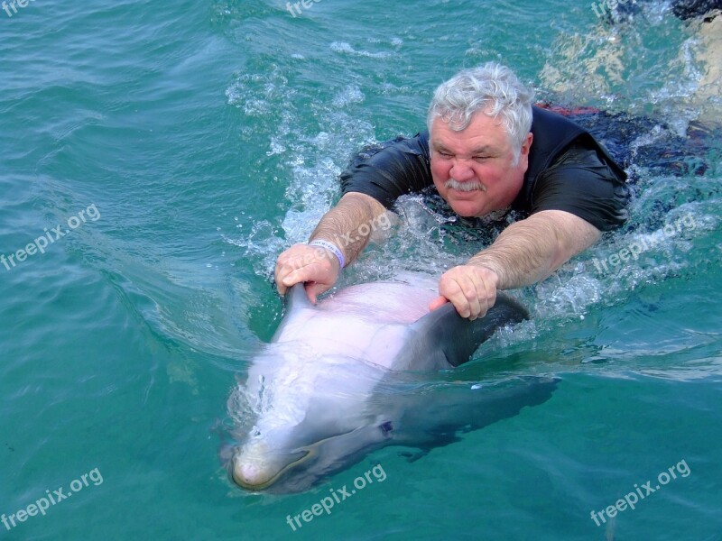 Dolphin Water Sea Ocean Animal