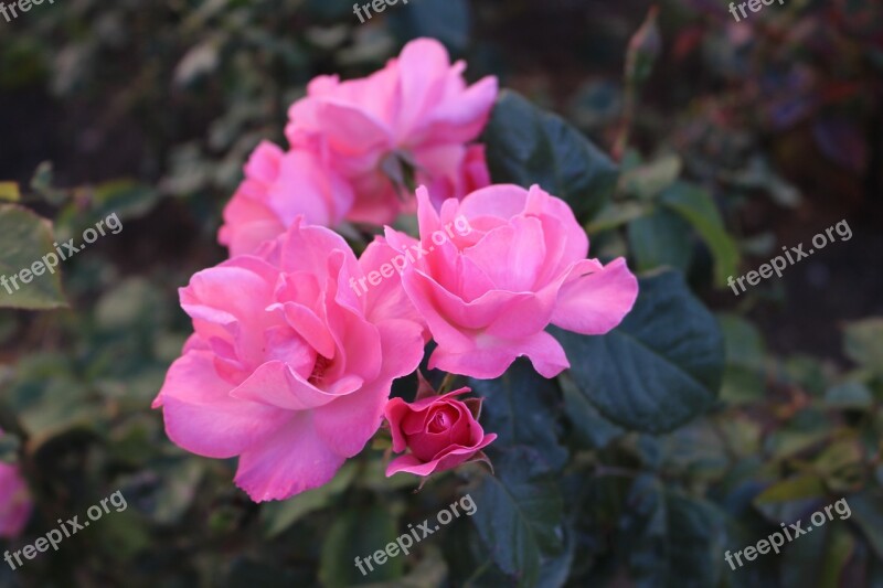 Rose Flower Pink Rose Tender Rose Beautiful Flower