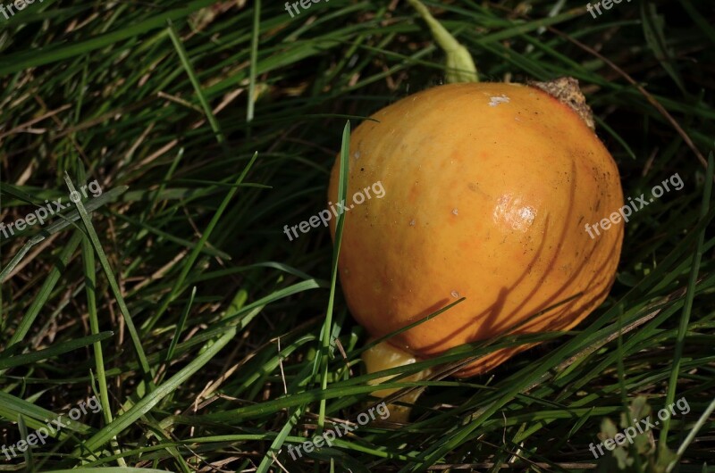 Food Vegetables Pumpkin Harvest Dacha