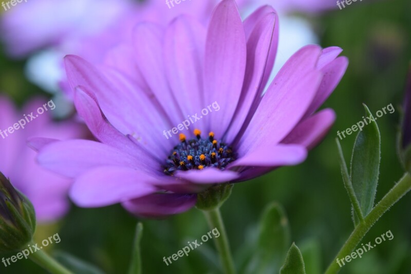 Cape Basket Bloom Flower Violet Marguerite