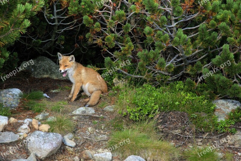 Fox Animal Predator Slovakia Tatry