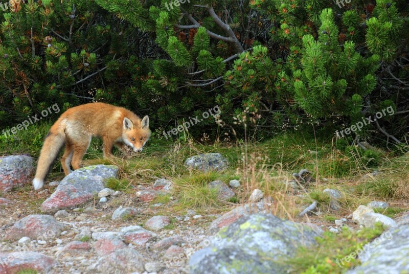 Fox Animal Predator Slovakia Tatry