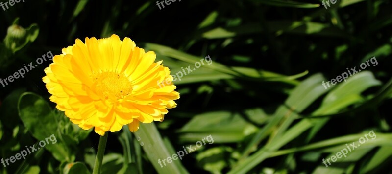 Flower Yellow Summer Natural Marigold