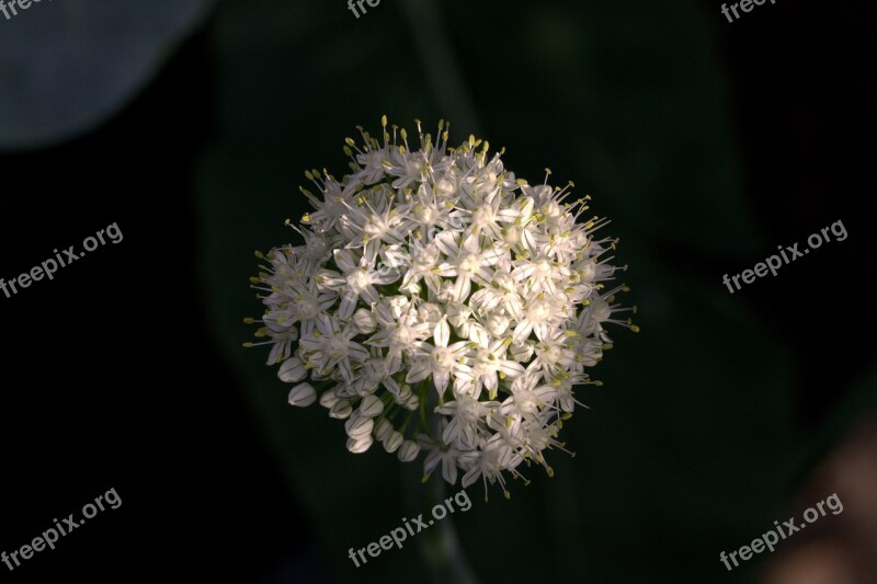 Onion Onion Blossom Allium Cepa Amaryllidaceae Garlic Family