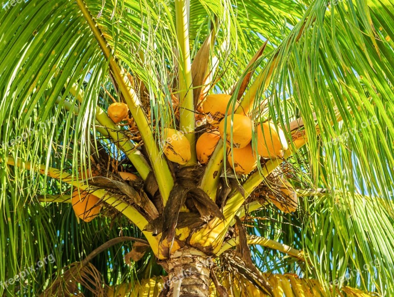 Coconut Tree Coconut Palm Fruit Tropical Tropical Fruit