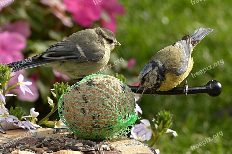 Blue Tit Cyanistes Caeruleus Bird Young Foraging