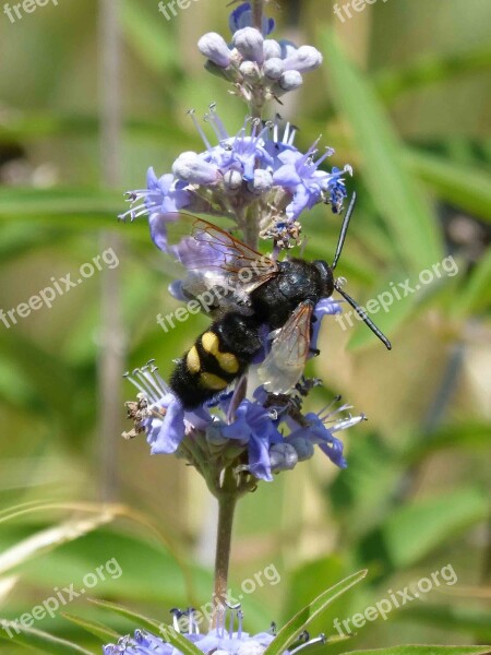 Hornet Megascolia Maculata Wild Flower Libar Free Photos