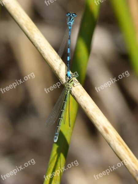 Dragonflies Insect Breeding Copulation Mating Winged Insects