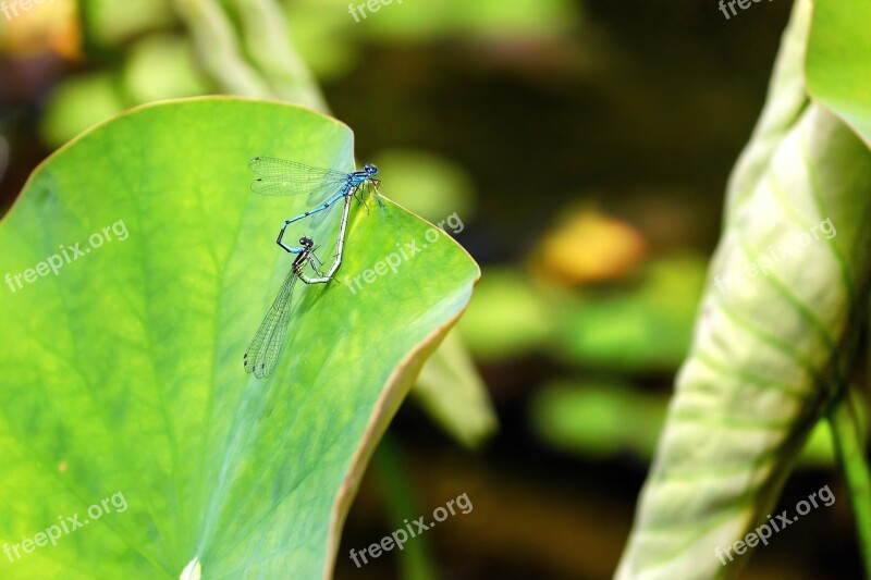 Dragonfly Insect Animal Pairing Lily Pad