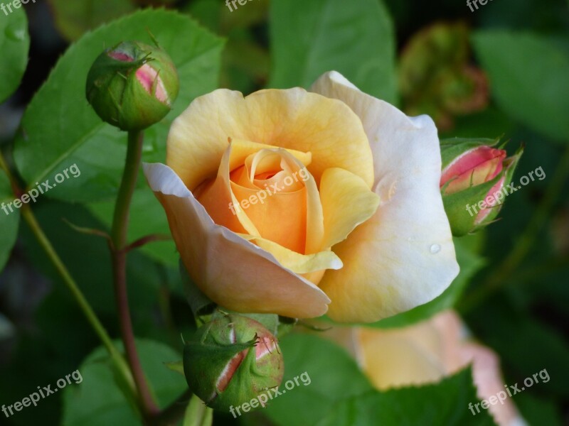 Rose Nature Bud Flower Blossom