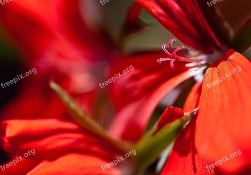 Flower Geranium Pelargonium Thapsus Full Bloom The Petals