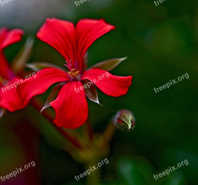 Flower Geranium Pelargonium Thapsus Full Bloom The Petals