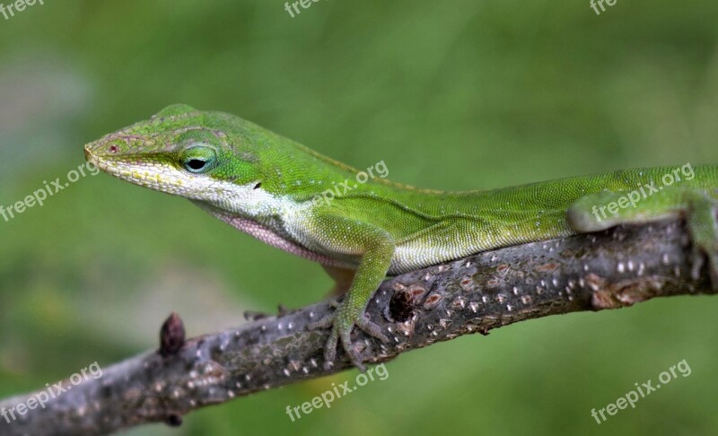 Anole Green Anole Lizard Green Lizard Reptile