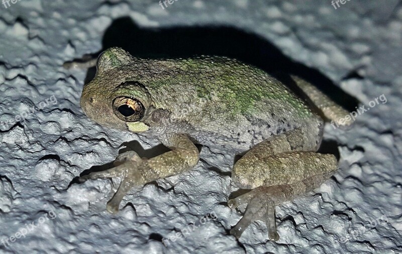 Frog Gray Tree Frog Amphibian Close Up Croak