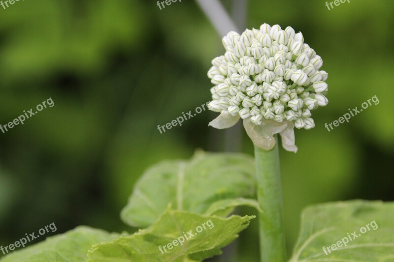 Onion Blossom Flower Flowering Green White