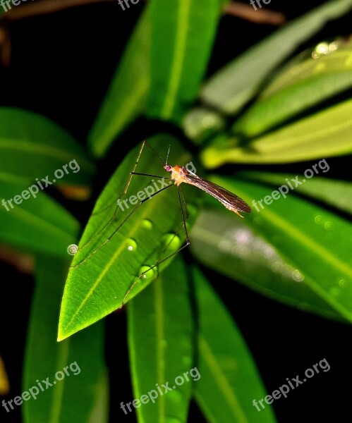 Mosquito Insect Winged Insect Bug Malaria