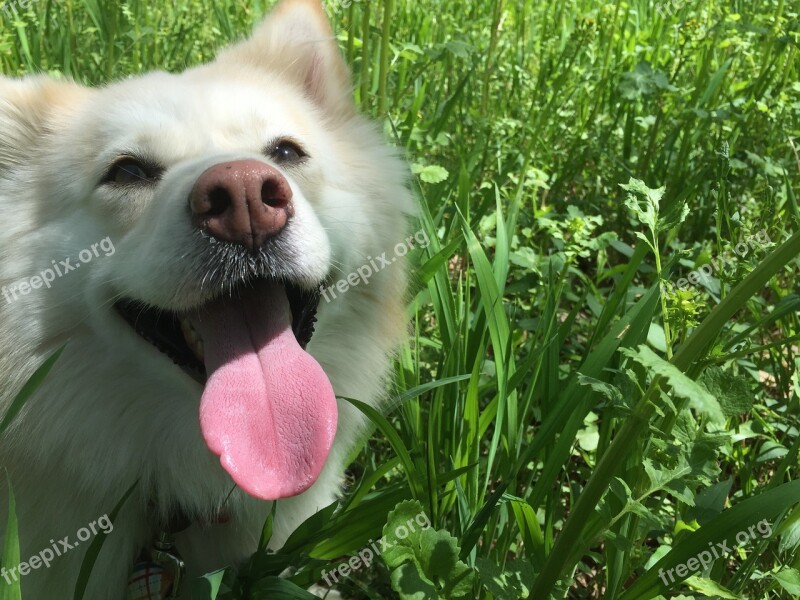 Dog White Tongue Pet Cute