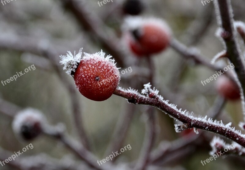 Frost Rose Hip Winter Cold Winter Magic