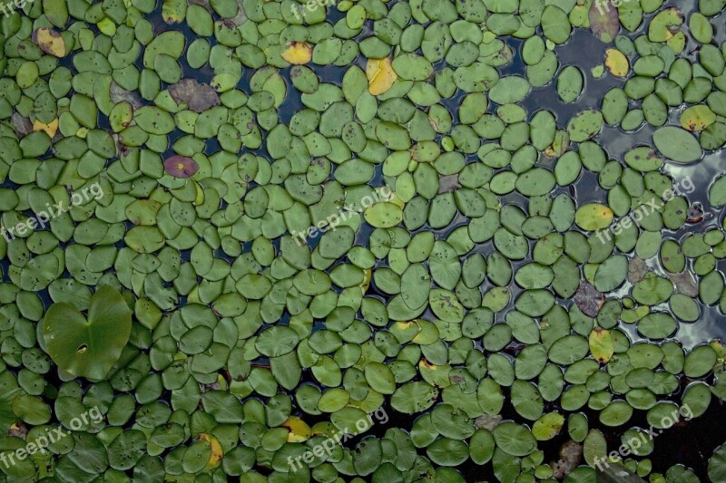 Waterlilies Plants Leaf Natural Aquatic