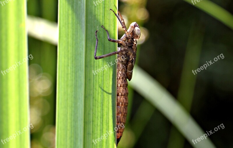 Dragonfly Dragonfly Cocoon Cocoon Dragonfly In The Cocoon Nature