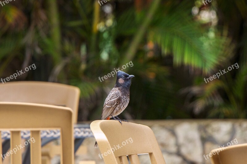 Exotic Bird Hawaii Bird Color Outdoor