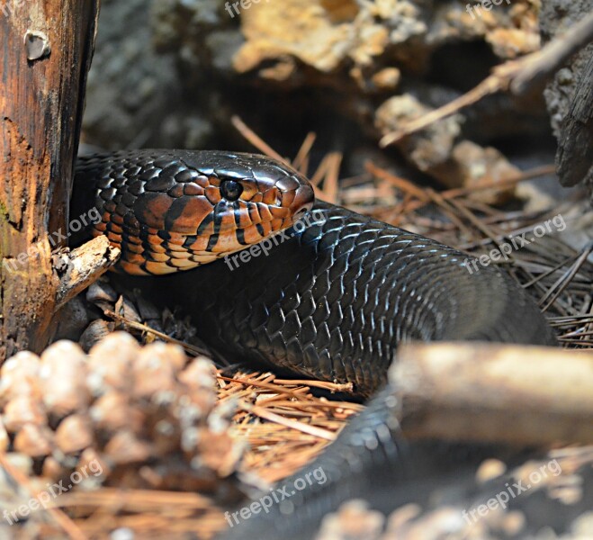 Snake Reptile Animal Predator Wild